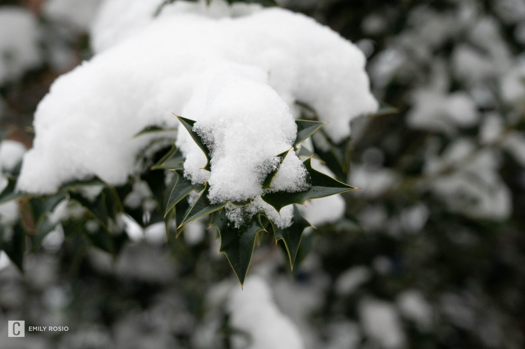 Snow Day, Leaf